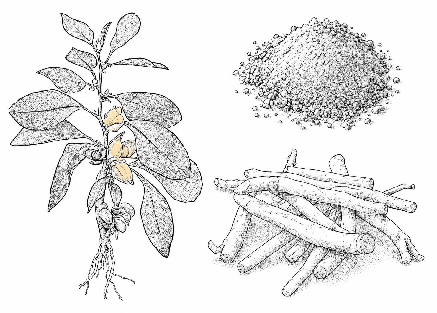 Ashwagandha : le tonique qu'on prend à tort pour un calmant