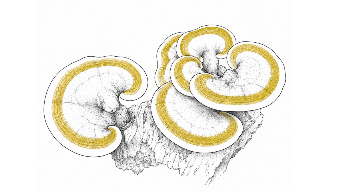 Le Reishi (Líng Zhī) : ce que « champignon de l'immortalité » veut dire vraiment
